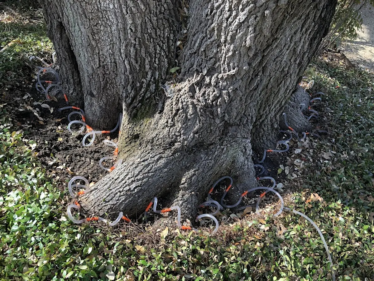Detailed Tree Cabling and Bracing job site in Key Colony Beach